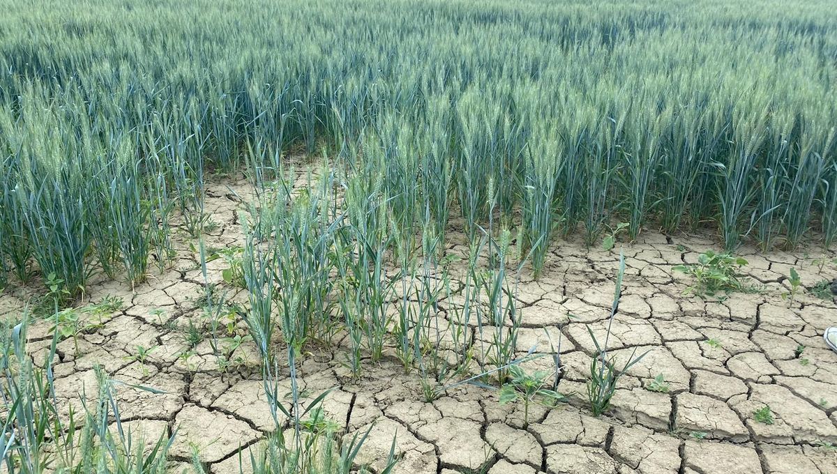Feuilles montrant des signes de stress hydrique